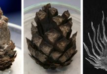 Conifer cones bear their ages well, and still move it