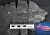 Exceptionally preserved Jurassic sea life found in new fossil site