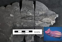 Exceptionally preserved Jurassic sea life found in new fossil site