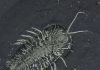 Reconstruction of trilobite ancestral range in the southern hemisphere