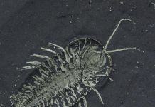 Reconstruction of trilobite ancestral range in the southern hemisphere