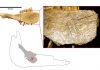 First humans arrived in North America a lot earlier than believed