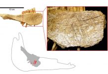 First humans arrived in North America a lot earlier than believed