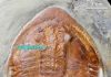 Fossils found reveal unseen ‘footprint’ maker
