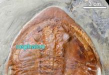 Fossils found reveal unseen ‘footprint’ maker