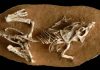 How long did it take to hatch a dinosaur egg? Study says 3-6 months