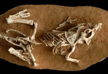How long did it take to hatch a dinosaur egg? Study says 3-6 months