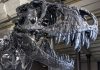How the darkness and the cold killed the dinosaurs