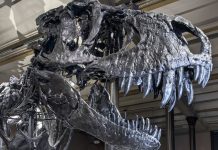 How the darkness and the cold killed the dinosaurs