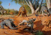 Humans, not climate change, wiped out Australian megafauna