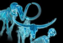 Ice Age ‘skeleton crew’ offers insights for today’s endangered species