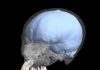 New study finds evolution of brain and tooth size were not linked in humans