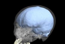New study finds evolution of brain and tooth size were not linked in humans
