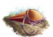 Paleontologists classify mysterious ancient cone-shaped sea creatures