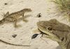 Prized fossil find — the oldest, most complete iguanian in the Americas