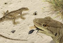 Prized fossil find — the oldest, most complete iguanian in the Americas