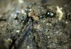 Researcher examines plants encased in tar pits to reconstruct ice age ecosystem