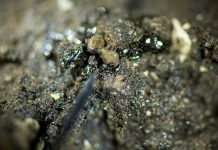 Researcher examines plants encased in tar pits to reconstruct ice age ecosystem