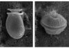 Scientists map the genetic evolution of dinoflagellates for the first time