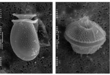 Scientists map the genetic evolution of dinoflagellates for the first time