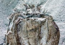 South American fossil tomatillos show nightshades evolved earlier than thought