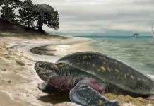 Terrestrial Mesozoic ninja turtles
