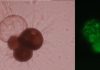 Unexpected result: Ocean acidification can also promote shell formation