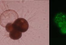 Unexpected result: Ocean acidification can also promote shell formation