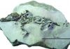 3-D reconstruction of skull suggests a small crocodile is a new species