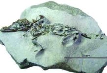3-D reconstruction of skull suggests a small crocodile is a new species