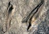 400 million year old gigantic extinct monster worm discovered in Canadian museum
