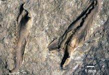 400 million year old gigantic extinct monster worm discovered in Canadian museum