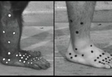 Chimpanzee feet allow scientists a new grasp on human foot evolution