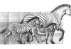 Climate change responsible for the great diversity in horses