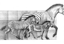 Climate change responsible for the great diversity in horses