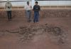 Dinosaur rib bones reveal remnants of 195-million-year-old protein