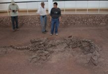 Dinosaur rib bones reveal remnants of 195-million-year-old protein