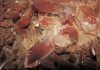 Earth’s water may have originally been formed deep within its mantle, study shows