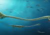 Fossil discovery rewrites understanding of reproductive evolution