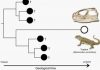 Giving weight to Darwin’s theory of ‘living fossils’