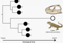 Giving weight to Darwin’s theory of ‘living fossils’