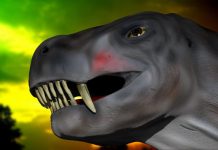 Kiss of death: Mammals were the first animals to produce venom