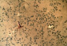 Long-term impacts of deep-sea mineral mining