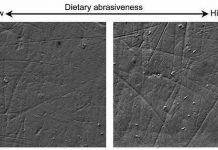 New evidence on the diet of the ‘Homo antecessor’ from Atapuerca