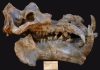 New insights into the mechanisms into how ungulates got bigger in the Neogene
