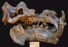 New insights into the mechanisms into how ungulates got bigger in the Neogene