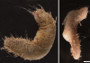 New species discovered in Antarctica