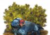New species of dicynodont from the Karoo Basin of South Africa