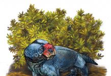 New species of dicynodont from the Karoo Basin of South Africa