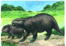 Rare fossils of giant rodents raise questions